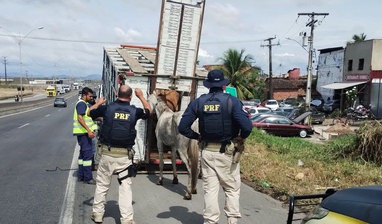 PRF e Via Bahia se unem em operação para recolhimento de animais soltos nas rodovias de Feira de Santana