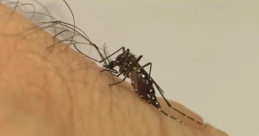 Municípios com taxas elevadas de dengue serão priorizados em vacinação