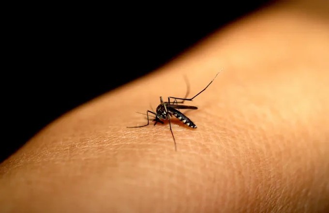 Dengue faz três estados e DF decretarem situação de emergência