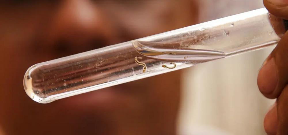 Brasil atinge 1,2 milhão de casos de dengue e 278 mortes pela doença já foram comprovadas