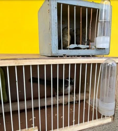 PRF resgata pássaros silvestres em ônibus na BR-101