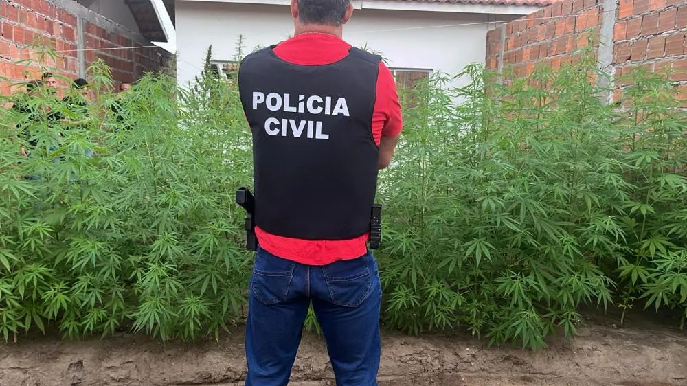Plantação de maconha é localizada em bairro de Feira de Santana