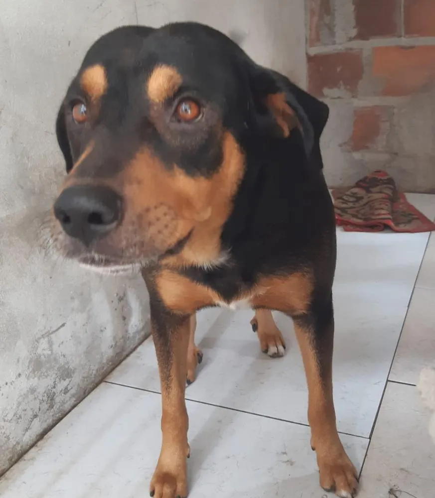 Câmara aprova projeto que obriga aéreas a rastrear transporte de pets