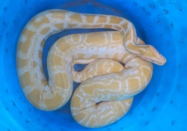 Operação da PF resgata cobras transportadas ilegalmente pelos Correios