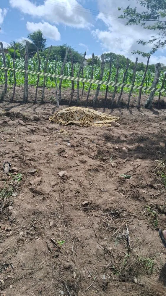 Homem morre eletrocutado na zona rural de Serra Preta