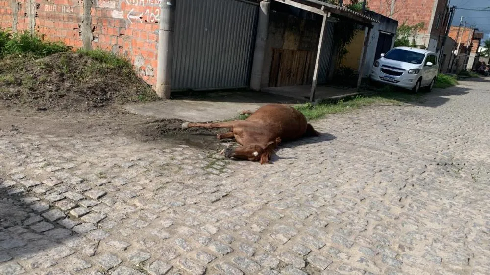 Jovem assassinado com tiro de ponto 40 quando andava a cavalo no tomba