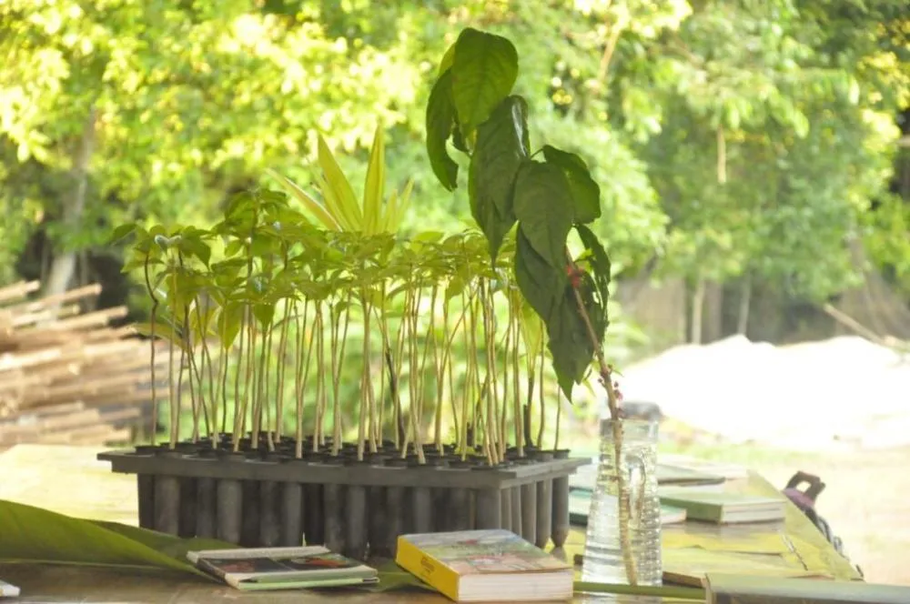 Comissão apresenta proposta de implantação de Jardim Botânico na Uefs