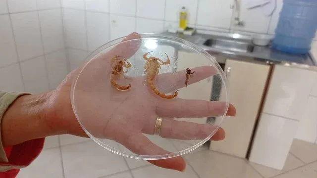 Secretaria de Saúde orienta população para evitar acidentes com escorpiões