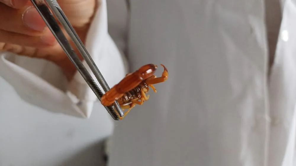 Bióloga alerta população quanto a prevenção de escorpiões durante os meses frios em Feira de Santana