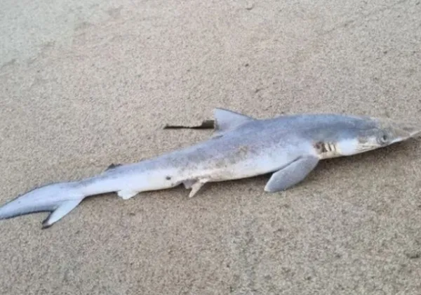 Pesquisa revela presença de cocaína em tubarões brasileiros