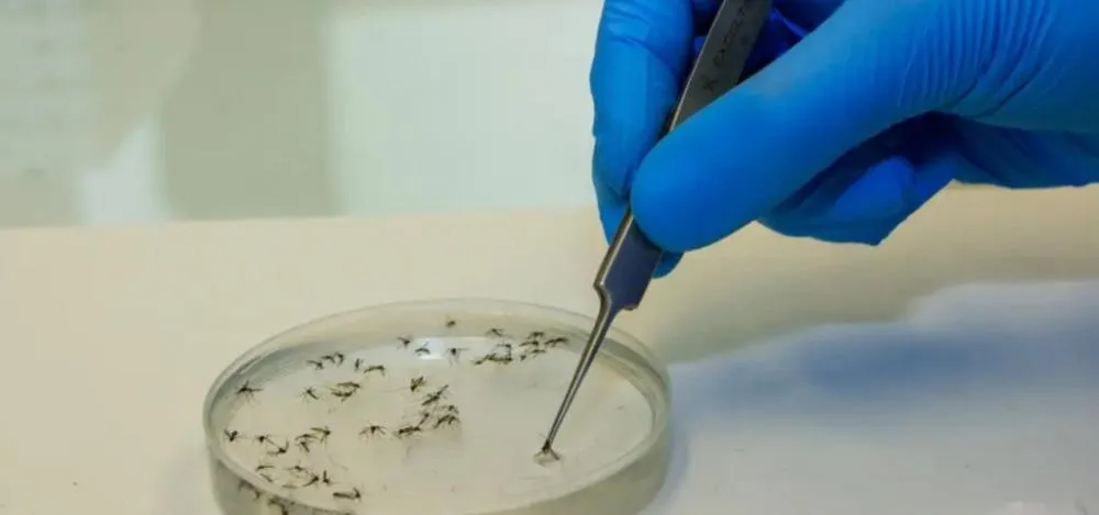 Febre oropouche pode estar ligada a casos de microcefalia, alerta estudo