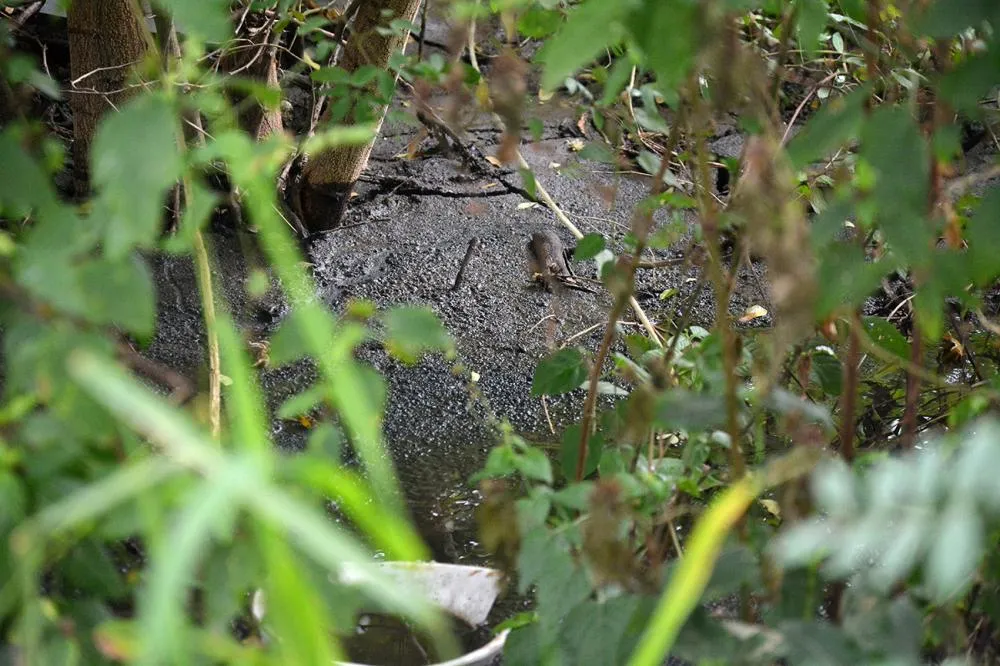 Estação de tratamento em estado de abandono se rompe e Embasa é notificada por crime ambiental