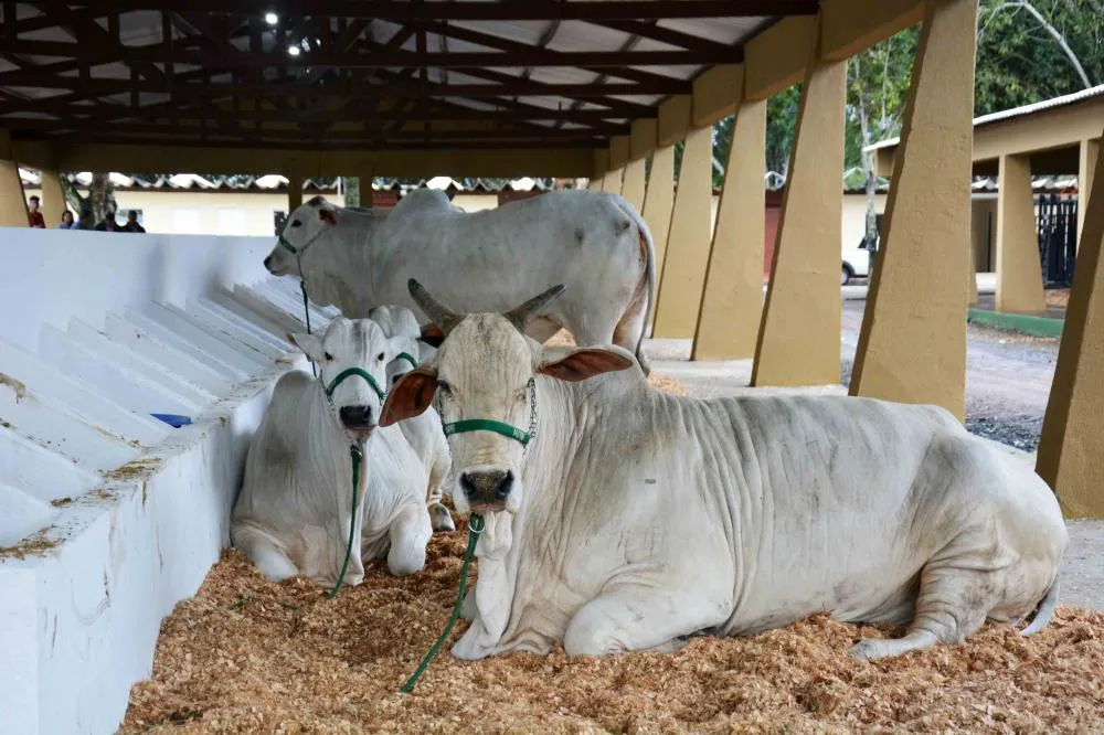 Expofeira 2024: Inovações e desafios no Parque de Exposições com investimento de 7 milhões de reais