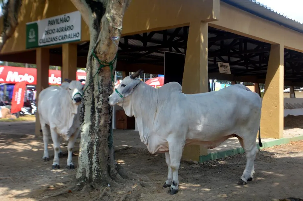 Animal mais caro da Expofeira custa quase R$ 1 milhão