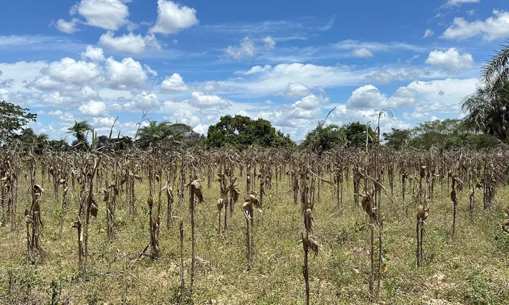 Produtores rurais que perderam toda a colheita podem contar com o Garantia Safra